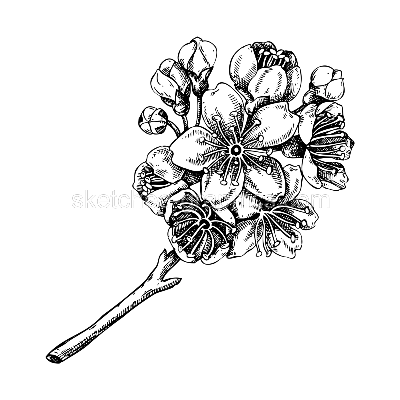 Sakura - cherry blossom sketch in engraved style. Blooming branch, spring flowers, vintage drawing. Hand-drawn vector illustration. Botanical design element. NOT AI generated Illustration